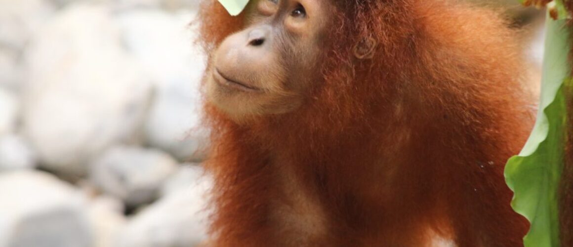 Sumatran Orangutan