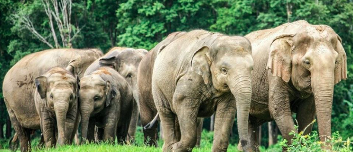 Chiang Mai Nature Park