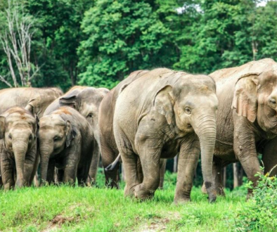 Chiang Mai Nature Park